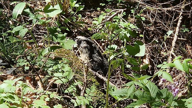 Marmotta  - Paolo Pietrobon (FVG)