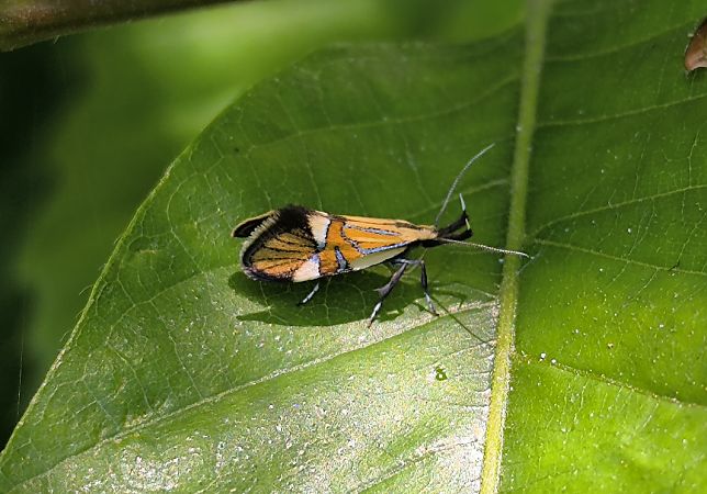 Alabonia geoffrella  - Mirko Tomasi