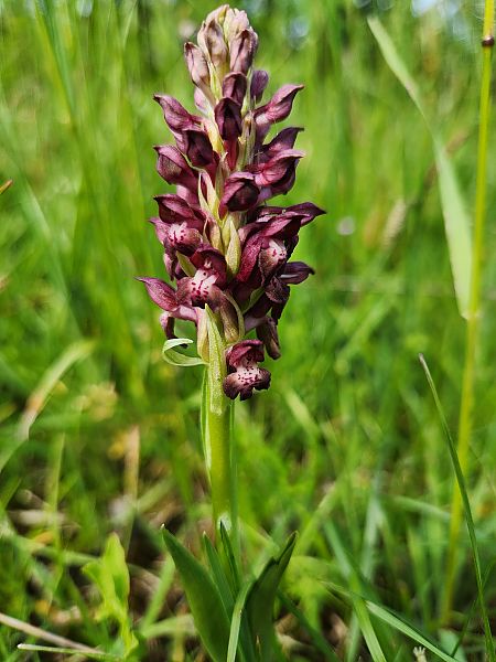 Anacamptis coriophora  - Fabrice Firmignac