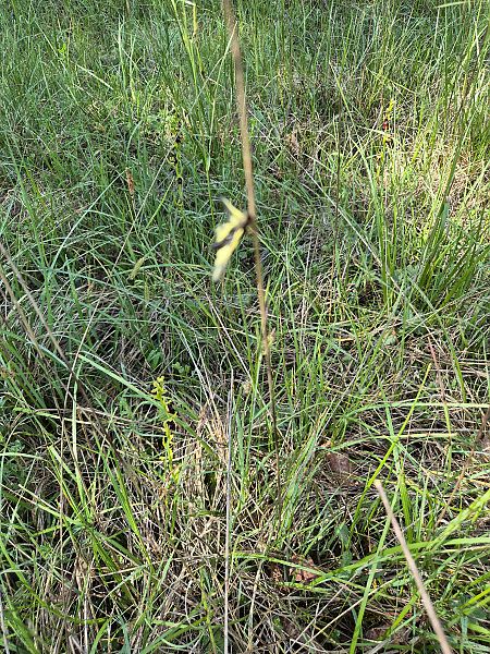 Ophrys insectifera  - Roch Mermin