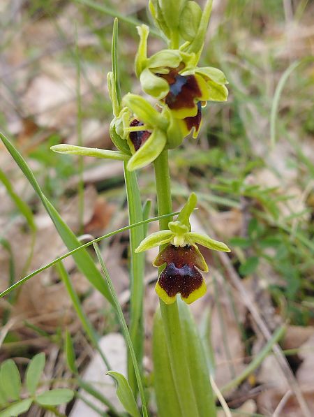 Ophrys aymoninii  - William Gonzalez