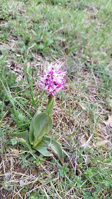 Orchis simia  - Marc Vilella