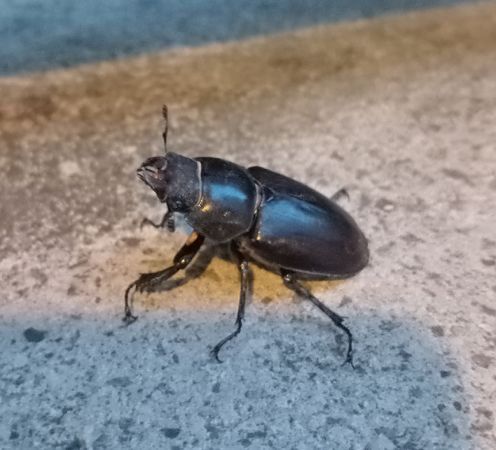 Coleoptera sp.  - Walter Sassi