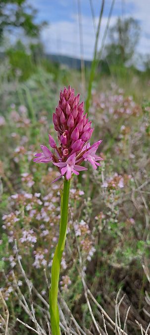 Anacamptis pyramidalis  - Marc et M-Joëlle Silvestre