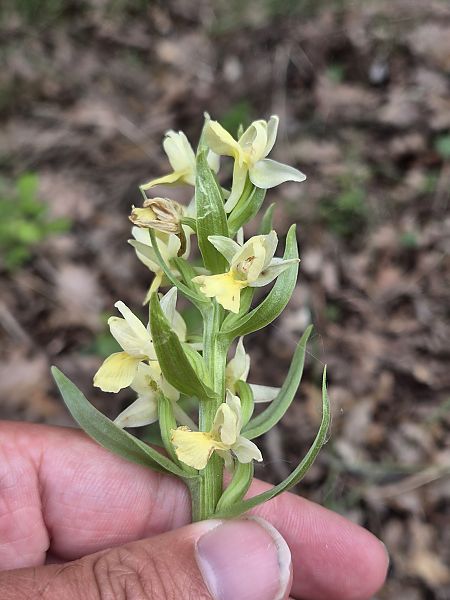 Dactylorhiza cyrnea  - Simon Ginestet