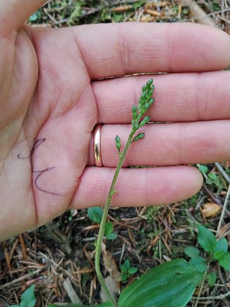 Neottia ovata  - Luigi Vatta (FVG)
