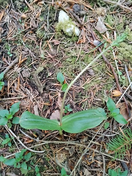 Neottia ovata  - Luigi Vatta (FVG)