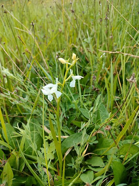 Anacamptis laxiflora  - Mickael Viau