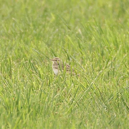 Pipit rousseline  - Chris Zlatar