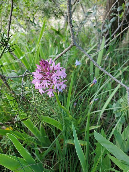 Anacamptis pyramidalis  - Rudi Vanherck