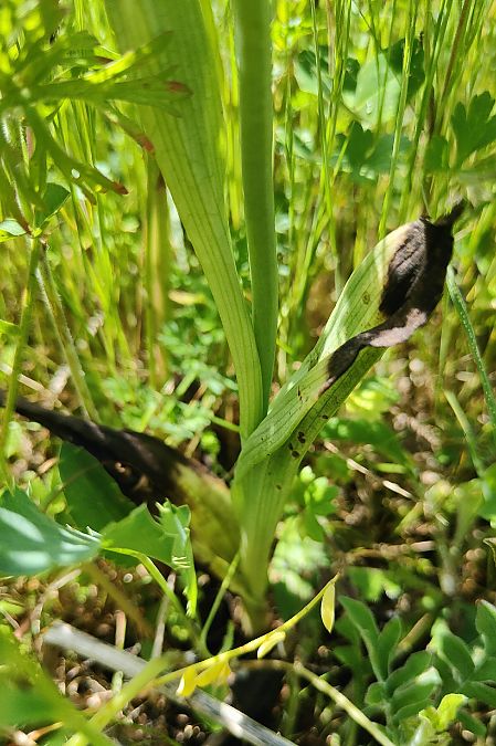 Ophrys apifera s.l.  - Elouan Moy
