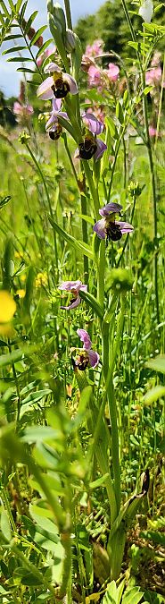 Ophrys apifera s.l.  - Elouan Moy