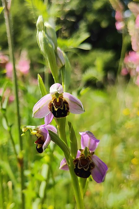 Ophrys apifera s.l.  - Elouan Moy