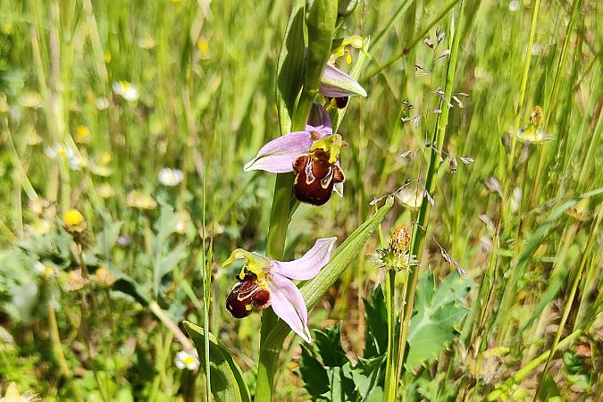Ophrys apifera s.l.  - Elouan Moy
