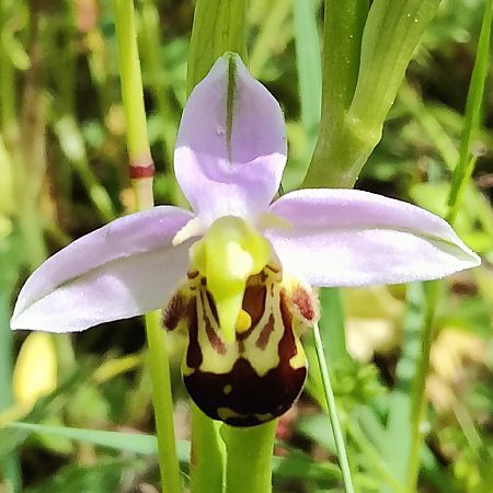 Ophrys apifera s.l.  - Elouan Moy
