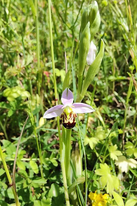 Ophrys apifera s.l.  - Elouan Moy