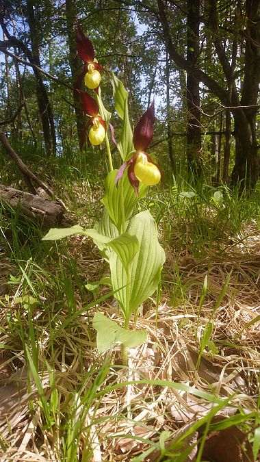 Cypripedium calceolus  - Monique Souben