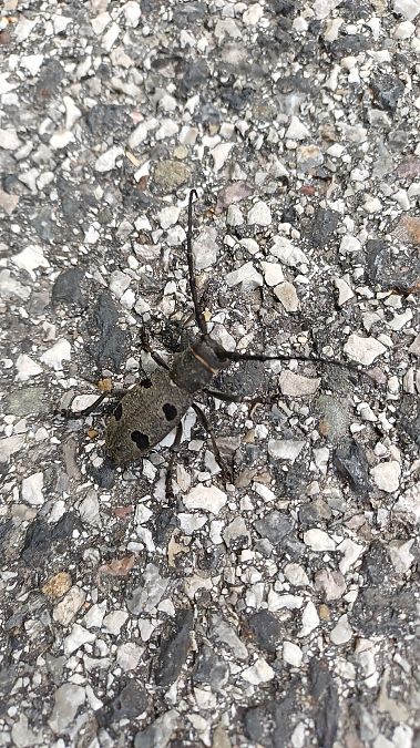 Morimus asper funereus  - Angelo Sinuello (FVG)