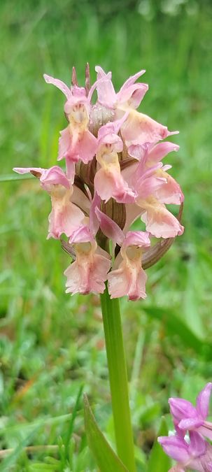 Dactylorhiza sambucina f. zimmermanii  - Reynald Foucher