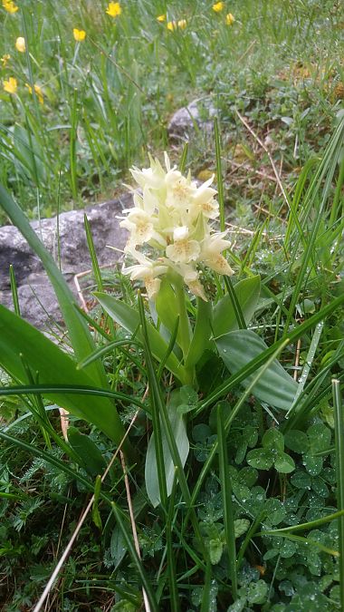 Dactylorhiza sambucina  - Monique Souben