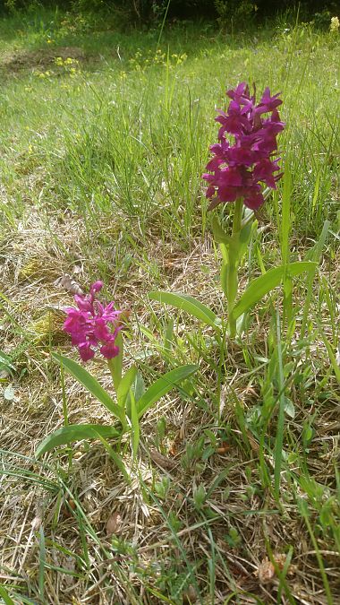 Dactylorhiza sambucina  - Monique Souben