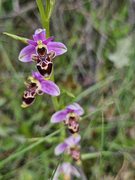 Ophrys scolopax  - Nina Scheibel