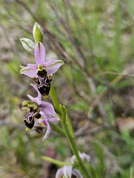 Ophrys scolopax  - Nina Scheibel