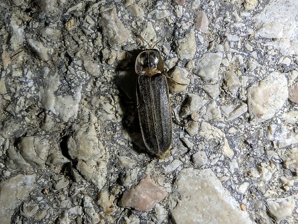 Lamprohiza paulinoi  - Segimon Rovira Comas