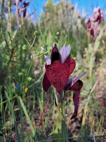 Serapias cordigera  - Laurent Mazet