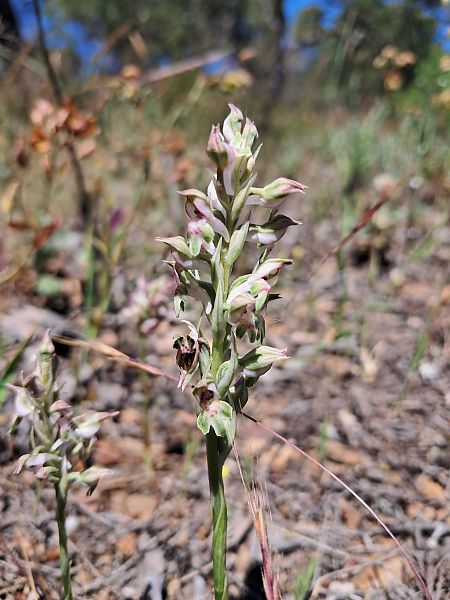 Anacamptis coriophora subsp. fragrans  - Laurent Mazet