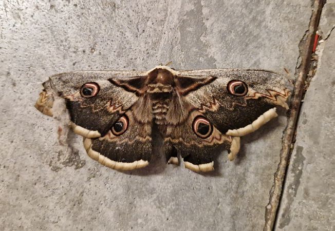 Saturnia pyri  - Paolo Pietrobon (FVG)