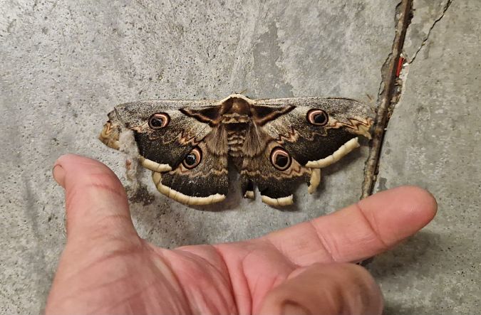 Saturnia pyri  - Paolo Pietrobon (FVG)