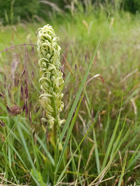 Himantoglossum hircinum  - Thomas Martineau
