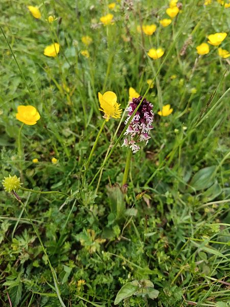 Neotinea ustulata subsp. aestivalis  - Amélie Desmezières