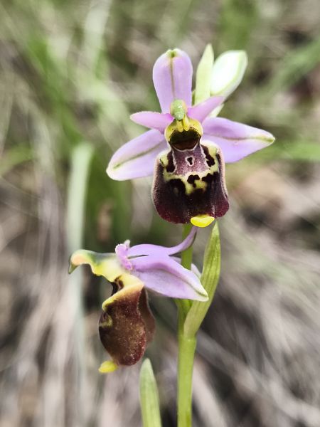 Ophrys fuciflora subsp. druentica  - Richard Fay