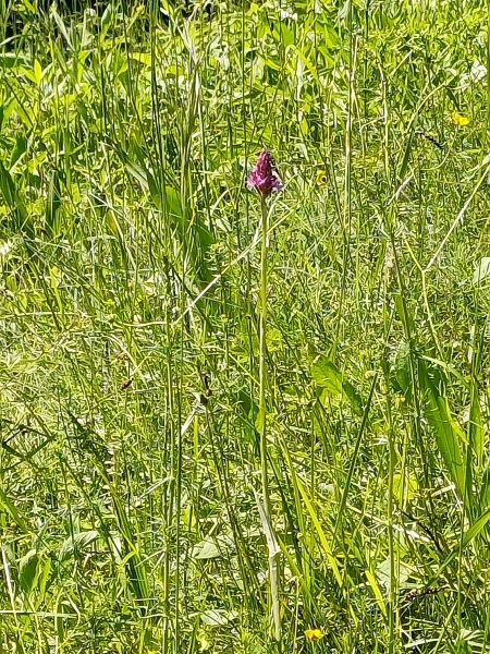 Anacamptis pyramidalis  - Sara Stella (FVG)
