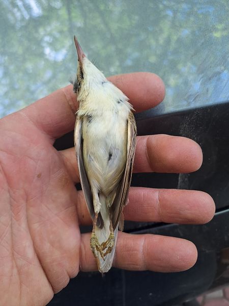 Cannaiola verdognola 