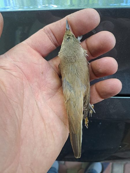 Cannaiola verdognola 