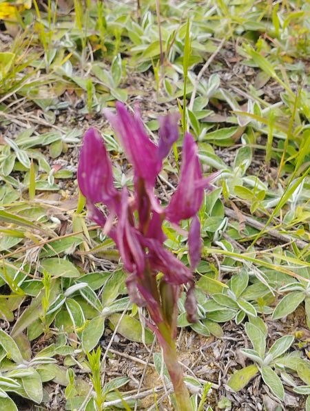 Anacamptis papilionacea var. expansa  - Gérard Joseph