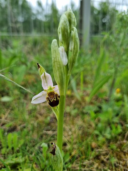 Ophrys apifera  - Christophe Alavoine
