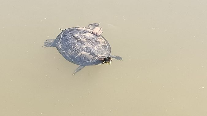 Tortuga d'aigua americana (T.s.elegans)  - Marçal Carreras