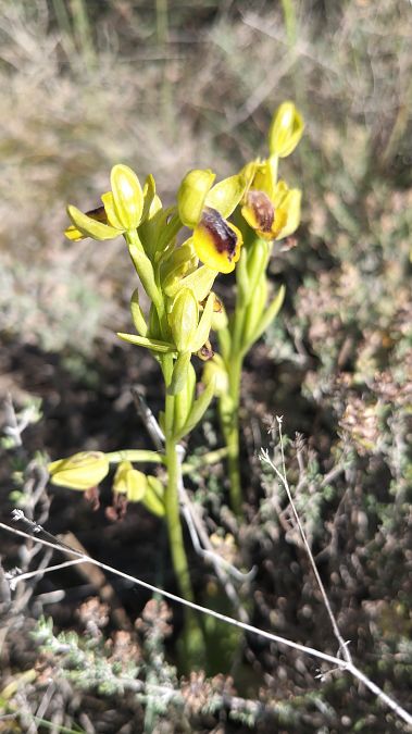 Ophrys lutea  - Enric Bringués