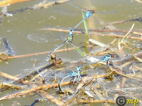 Erythromma viridulum  - Mario Paloni