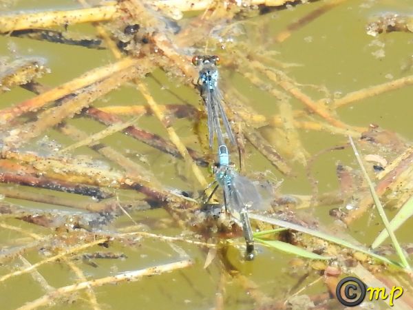Erythromma viridulum  - Mario Paloni
