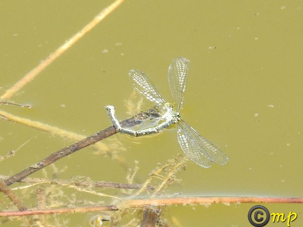 Erythromma viridulum  - Mario Paloni
