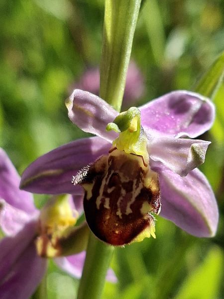 Ophrys apifera var. botteronii  - Alain Fourmann