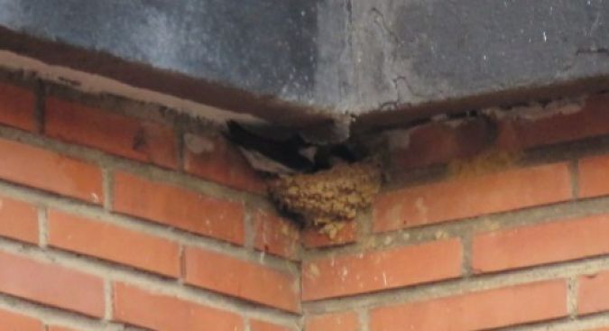 Enara ipurzuria 