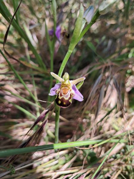 Ophrys apifera var. aurita  - Laurent Mazet