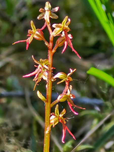 Neottia cordata  - Laurent Bignon