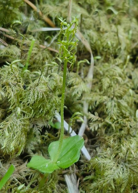 Neottia cordata  - Laurent Bignon